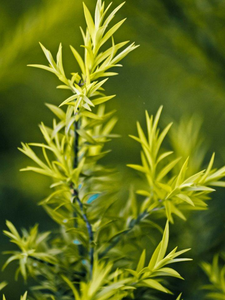 Eclat Soin Acne Spot Care for Sensitive Skin featuring a plant extract for gentle treatment